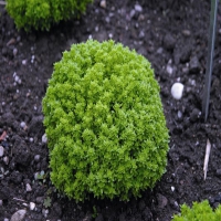 FIN VERT COMPACT